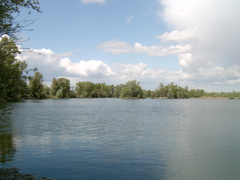 morotva