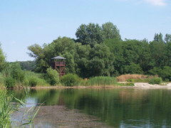 morotva