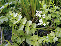 zeller